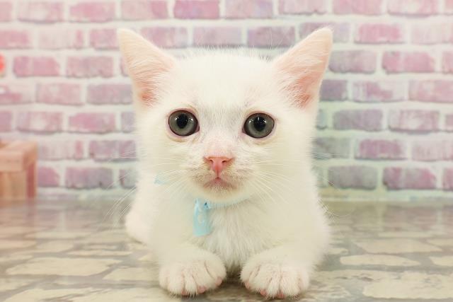 埼玉県のマンチカン (Coo&RIKUアニマルケアセンター大宮/2025年4月30日生まれ/男の子/ホワイト)の子猫の1枚目の画像