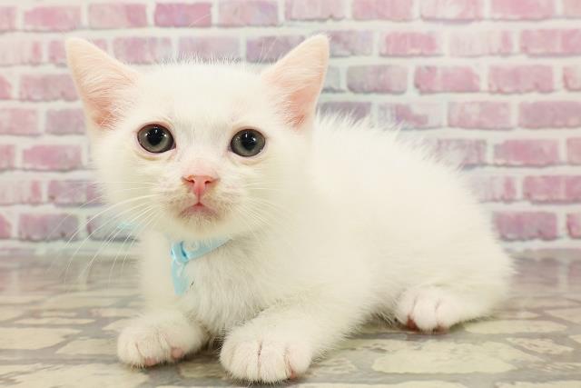 埼玉県のマンチカン (Coo&RIKUアニマルケアセンター大宮/2025年4月30日生まれ/男の子/ホワイト)の子猫の2枚目の画像