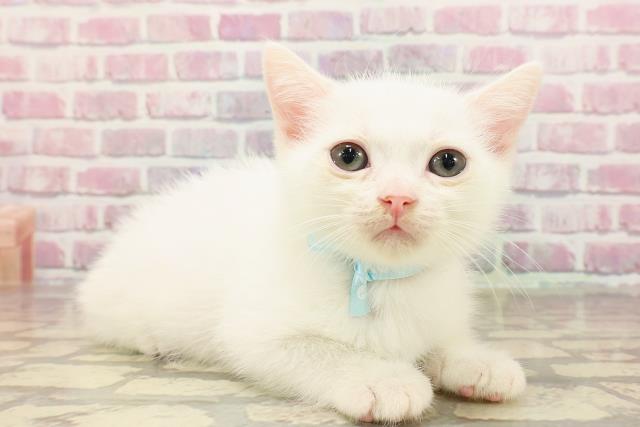 埼玉県のマンチカン (Coo&RIKUアニマルケアセンター大宮/2025年4月30日生まれ/男の子/ホワイト)の子猫の3枚目の画像