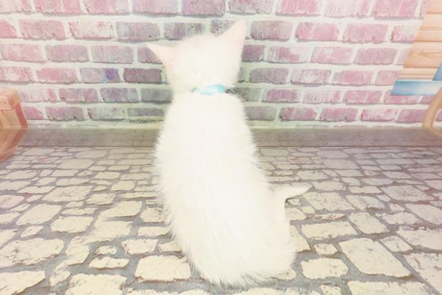 埼玉県のマンチカン (Coo&RIKUアニマルケアセンター大宮/2025年4月30日生まれ/男の子/ホワイト)の子猫の4枚目の画像