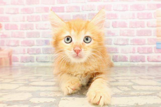 埼玉県のメインクーン (Coo&RIKUアニマルケアセンター大宮/2025年5月1日生まれ/男の子/レッドタビー)の子猫の1枚目の画像