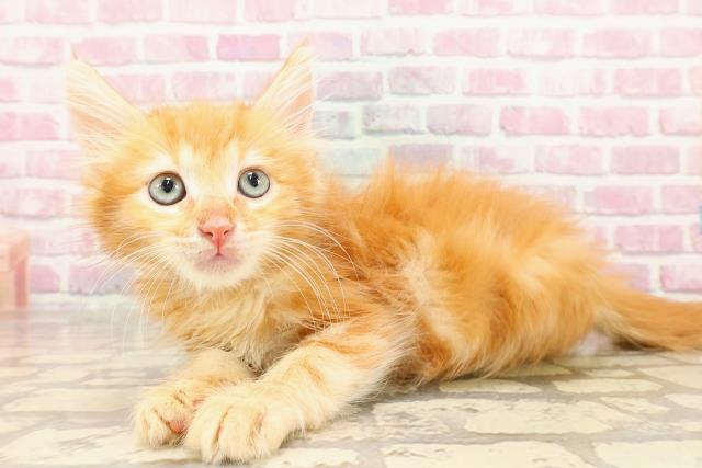 埼玉県のメインクーン (Coo&RIKUアニマルケアセンター大宮/2025年5月1日生まれ/男の子/レッドタビー)の子猫の2枚目の画像