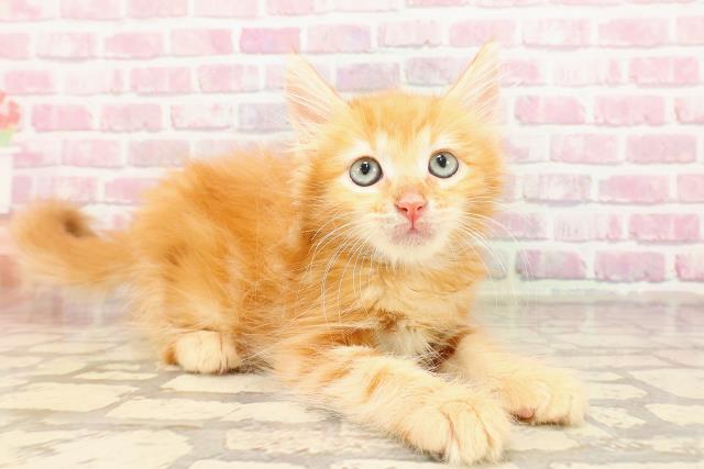 埼玉県のメインクーン (Coo&RIKUアニマルケアセンター大宮/2025年5月1日生まれ/男の子/レッドタビー)の子猫の3枚目の画像