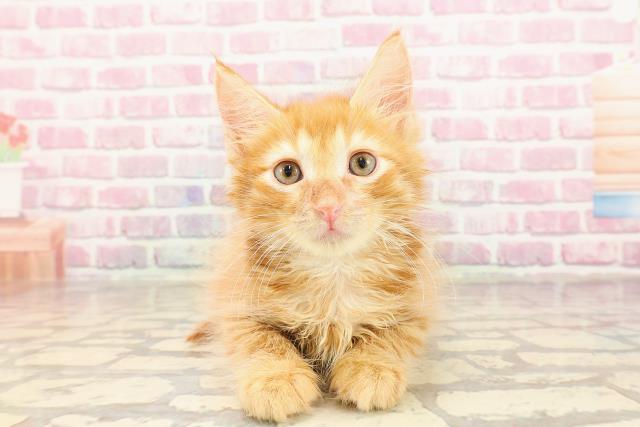 埼玉県のメインクーン (Coo&RIKUアニマルケアセンター大宮/2025年5月3日生まれ/男の子/レッドタビー)の子猫の1枚目の画像