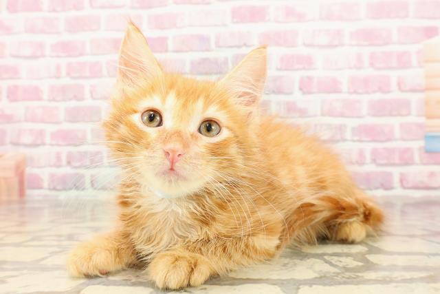 埼玉県のメインクーン (Coo&RIKUアニマルケアセンター大宮/2025年5月3日生まれ/男の子/レッドタビー)の子猫の2枚目の画像