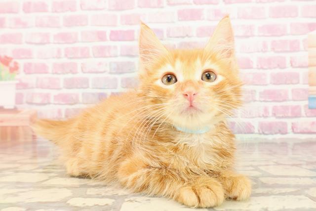 埼玉県のメインクーン (Coo&RIKUアニマルケアセンター大宮/2025年5月3日生まれ/男の子/レッドタビー)の子猫の3枚目の画像