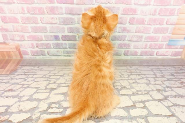 埼玉県のメインクーン (Coo&RIKUアニマルケアセンター大宮/2025年5月3日生まれ/男の子/レッドタビー)の子猫の4枚目の画像