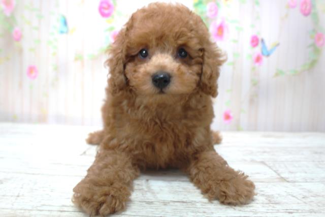 茨城県のトイプードル(トイ) (Coo&RIKU牛久店/2025年4月30日生まれ/男の子/レッド)の子犬