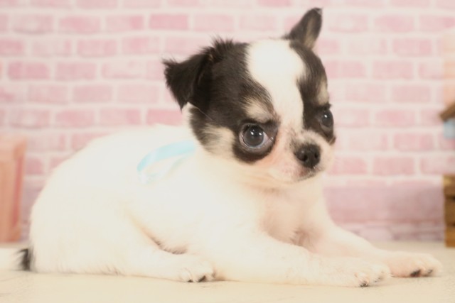 兵庫県のチワワ(ロング) (Coo&RIKU丹波店/2025年5月4日生まれ/男の子/ブラックタンホワイト)の子犬の1枚目の画像