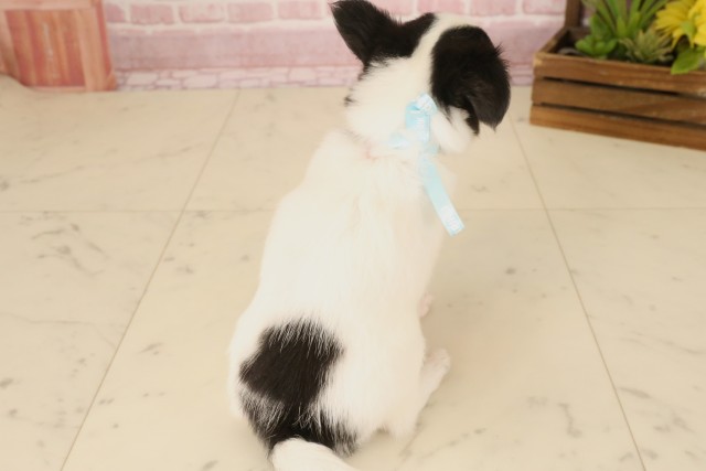 兵庫県のチワワ(ロング) (Coo&RIKU丹波店/2025年5月4日生まれ/男の子/ブラックタンホワイト)の子犬の2枚目の画像