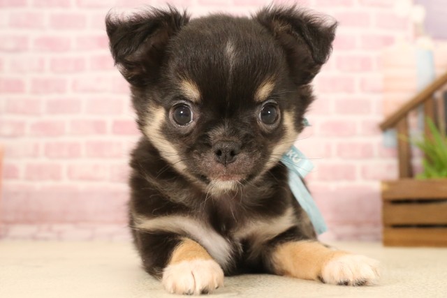 兵庫県のチワワ(ロング) (Coo&RIKU丹波店/2025年5月4日生まれ/男の子/ブラックタンホワイト)の子犬の3枚目の画像