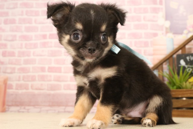 兵庫県のチワワ(ロング) (Coo&RIKU丹波店/2025年5月4日生まれ/男の子/ブラックタンホワイト)の子犬の4枚目の画像