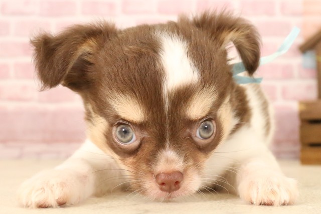 兵庫県のチワワ(ロング) (Coo&RIKU三木店/2025年5月4日生まれ/男の子/ブラックタンホワイト)の子犬の3枚目の画像