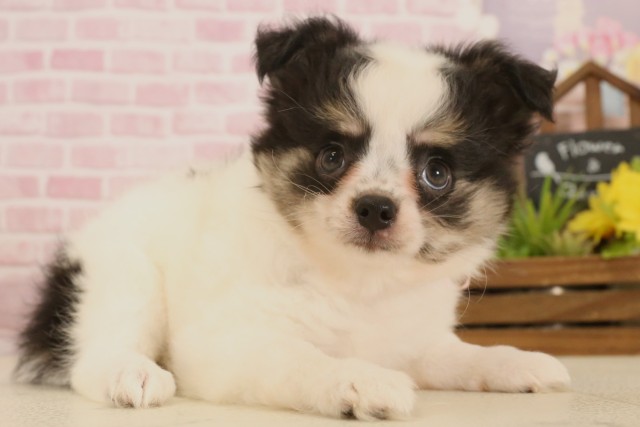 兵庫県のチワワ(ロング) (Coo&RIKU姫路店/2025年5月4日生まれ/女の子/ブラックタンホワイト)の子犬の1枚目の画像