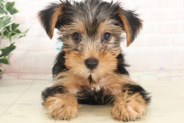 兵庫県のヨークシャーテリア (Coo&RIKU姫路店/2025年5月1日生まれ/男の子/スチールブルータン)の子犬の1枚目の画像