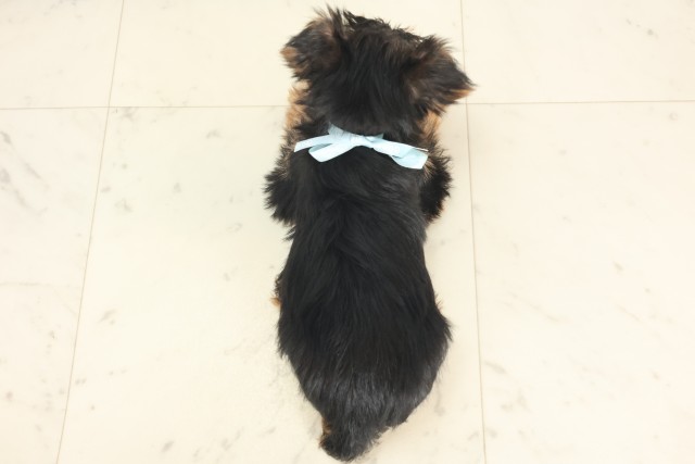兵庫県のヨークシャーテリア (Coo&RIKU姫路店/2025年5月1日生まれ/男の子/スチールブルータン)の子犬の4枚目の画像