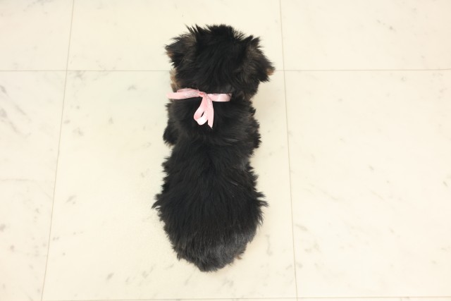 大阪府のヨークシャーテリア (Coo&RIKU枚方店/2025年5月1日生まれ/女の子/スチールブルータン)の子犬の4枚目の画像