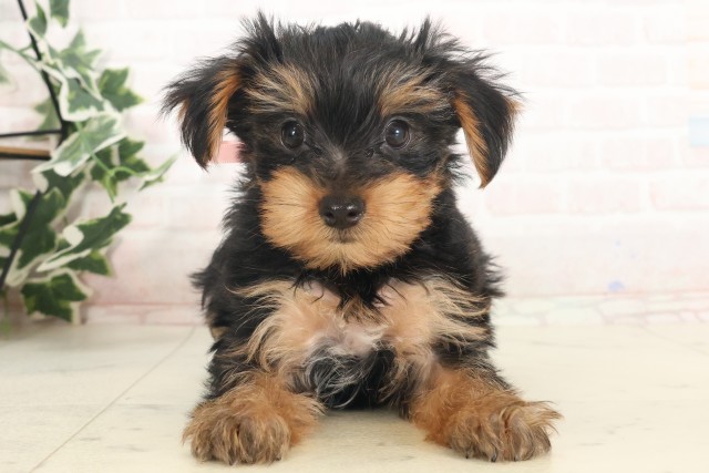 愛媛県のヨークシャーテリア (Coo&RIKU大洲店/2025年5月1日生まれ/女の子/スチールブルータン)の子犬の1枚目の画像