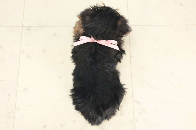 愛媛県のヨークシャーテリア (Coo&RIKU大洲店/2025年5月1日生まれ/女の子/スチールブルータン)の子犬の4枚目の画像