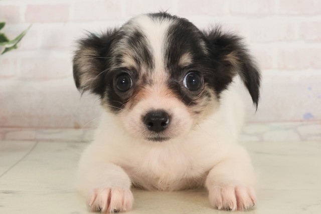 愛媛県のチワワ(ロング) (Coo&RIKU大洲店/2025年5月1日生まれ/男の子/ホワイトブラックタン)の子犬の1枚目の画像