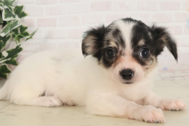 愛媛県のチワワ(ロング) (Coo&RIKU大洲店/2025年5月1日生まれ/男の子/ホワイトブラックタン)の子犬の2枚目の画像