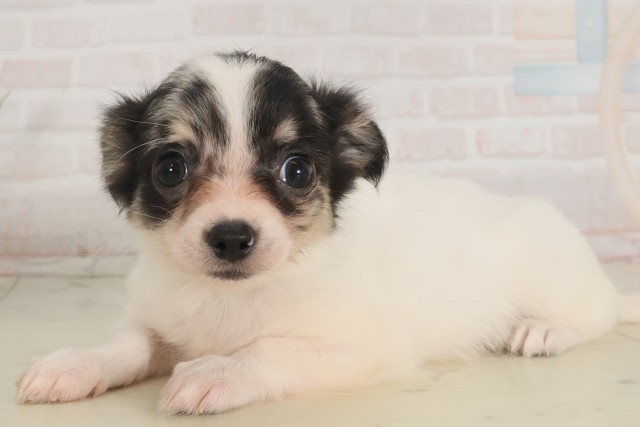 愛媛県のチワワ(ロング) (Coo&RIKU大洲店/2025年5月1日生まれ/男の子/ホワイトブラックタン)の子犬の3枚目の画像