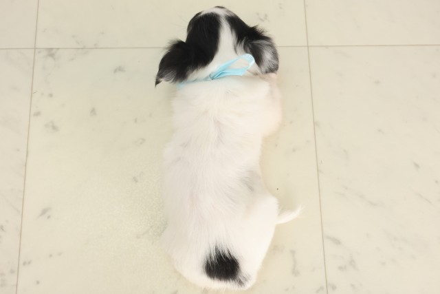 愛媛県のチワワ(ロング) (Coo&RIKU大洲店/2025年5月1日生まれ/男の子/ホワイトブラックタン)の子犬の4枚目の画像
