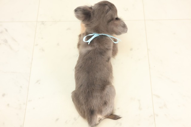 大阪府のチワワ(ロング) (Coo&RIKU枚方店/2025年5月1日生まれ/男の子/ブルーフォーン)の子犬の4枚目の画像