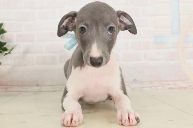 京都府のイタリアングレーハウンド (Coo&RIKU京都店/2025年5月3日生まれ/男の子/ブルーホワイト)の子犬