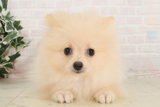 滋賀県のポメラニアン (Coo&RIKU滋賀草津店/2025年4月6日生まれ/女の子/クリーム)の子犬
