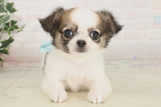 愛媛県のチワワ(ロング) (Coo&RIKU大洲店/2025年5月2日生まれ/男の子/ホワイトブラウン)の子犬の1枚目の画像