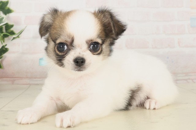 愛媛県のチワワ(ロング) (Coo&RIKU大洲店/2025年5月2日生まれ/男の子/ホワイトブラウン)の子犬の3枚目の画像