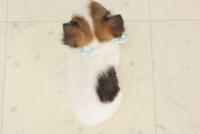 愛媛県のチワワ(ロング) (Coo&RIKU大洲店/2025年5月2日生まれ/男の子/ホワイトブラウン)の子犬の4枚目の画像