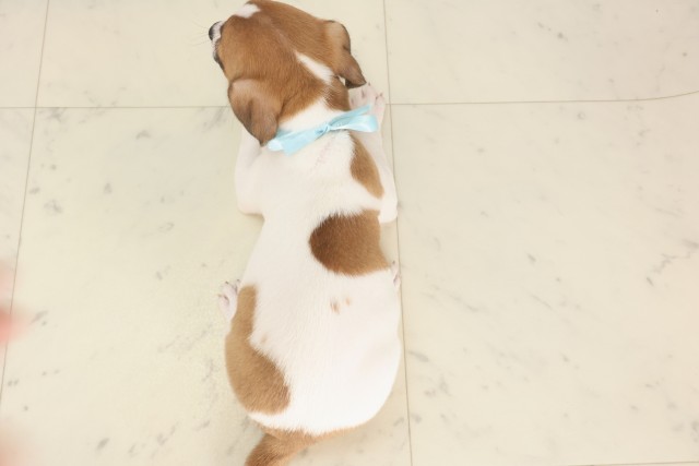 兵庫県のジャックラッセルテリア (Coo&RIKU丹波店/2025年5月2日生まれ/男の子/ホワイトタン)の子犬の4枚目の画像