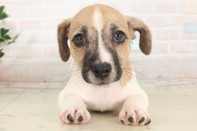 滋賀県のジャックラッセルテリア (Coo&RIKU長浜店/2025年5月2日生まれ/男の子/ホワイトタン)の子犬