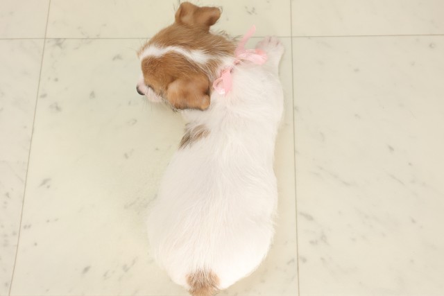 兵庫県のジャックラッセルテリア (Coo&RIKU尼崎店/2025年5月2日生まれ/女の子/ホワイトタン)の子犬の4枚目の画像