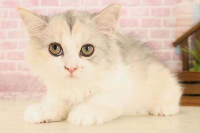 徳島県のマンチカン (Coo&RIKU徳島店/2025年3月24日生まれ/女の子/ダイリュートキャリコ)の子猫の1枚目の画像