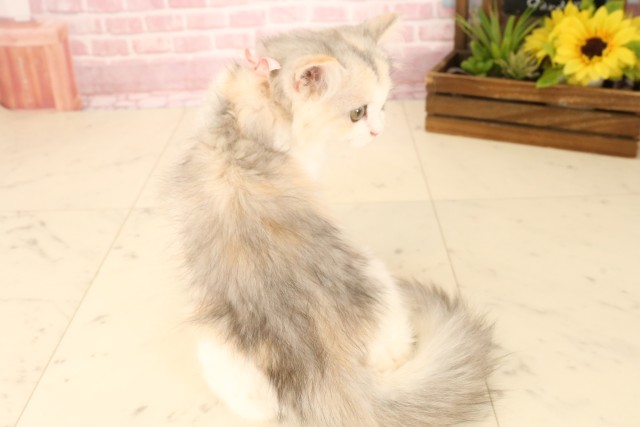 徳島県のマンチカン (Coo&RIKU徳島店/2025年3月24日生まれ/女の子/ダイリュートキャリコ)の子猫の2枚目の画像