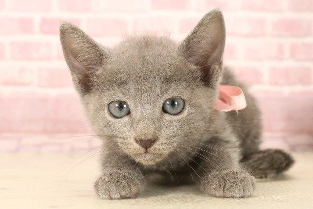 徳島県のマンチカン (Coo&RIKU徳島店/2025年3月24日生まれ/女の子/ダイリュートキャリコ)の子猫の3枚目の画像