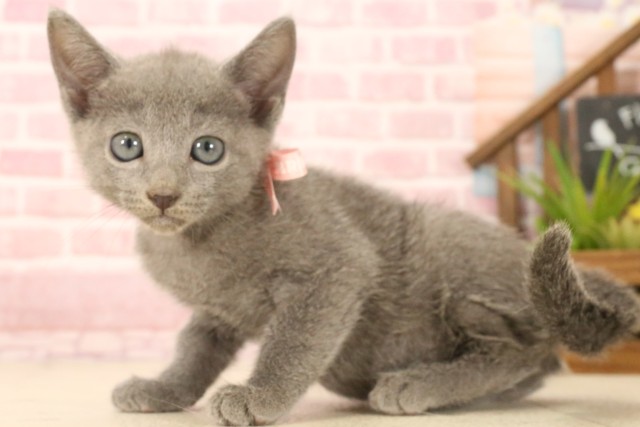徳島県のマンチカン (Coo&RIKU徳島店/2025年3月24日生まれ/女の子/ダイリュートキャリコ)の子猫の4枚目の画像
