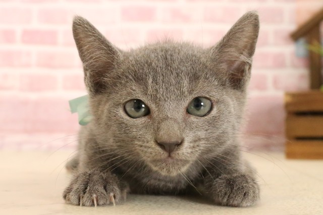 宮崎県のロシアンブルー (Coo&RIKU宮崎店/2025年4月24日生まれ/男の子/ブルー)の子猫の1枚目の画像