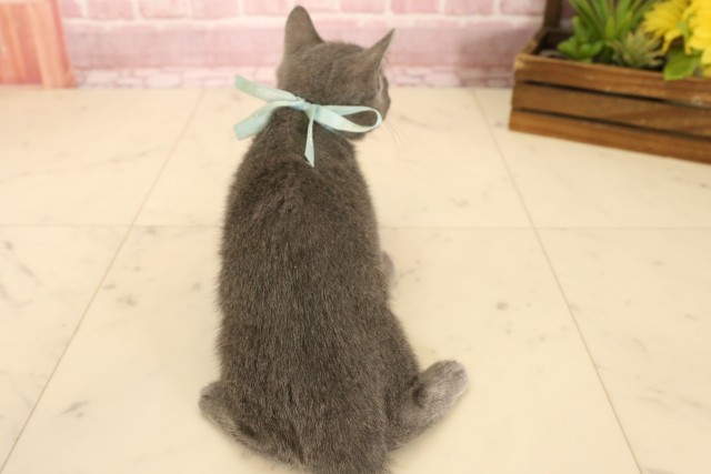 宮崎県のロシアンブルー (Coo&RIKU宮崎店/2025年4月24日生まれ/男の子/ブルー)の子猫の4枚目の画像