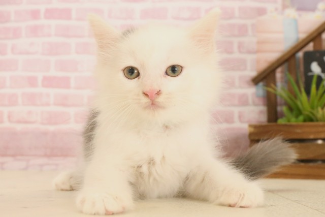 ノルウェージャン・フォレストキャット