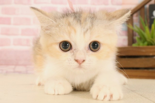 エキゾチック
