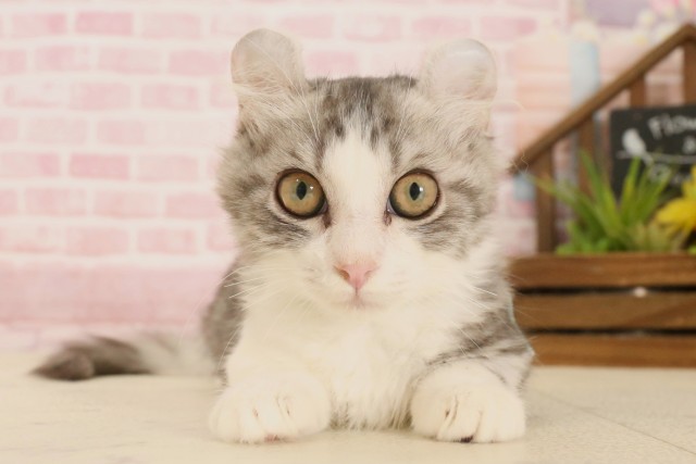 山口県のキンカロー (Coo&RIKUサンパークあじす店/2025年3月5日生まれ/男の子/シルバータビーホワイト)の子猫の1枚目の画像