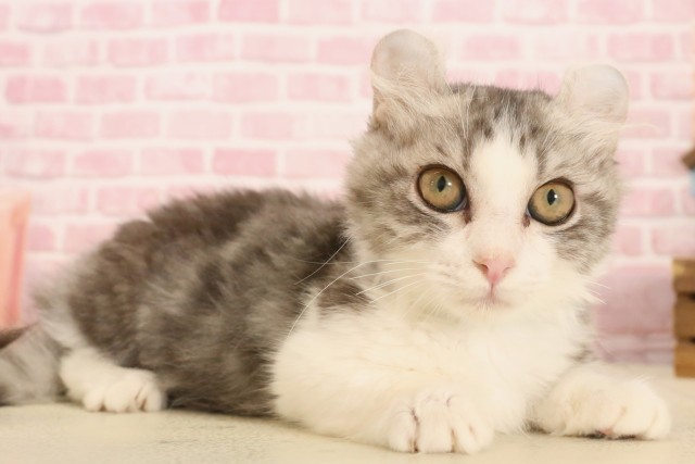 山口県のキンカロー (Coo&RIKUサンパークあじす店/2025年3月5日生まれ/男の子/シルバータビーホワイト)の子猫の2枚目の画像