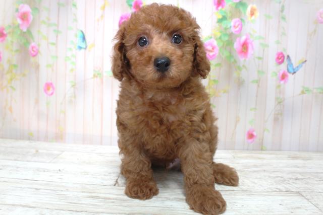 福島県のトイプードル(トイ) (Coo&RIKU会津若松店/2025年4月30日生まれ/男の子/レッド)の子犬の1枚目の画像