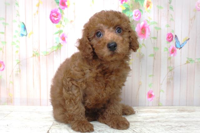 福島県のトイプードル(トイ) (Coo&RIKU会津若松店/2025年4月30日生まれ/男の子/レッド)の子犬の2枚目の画像