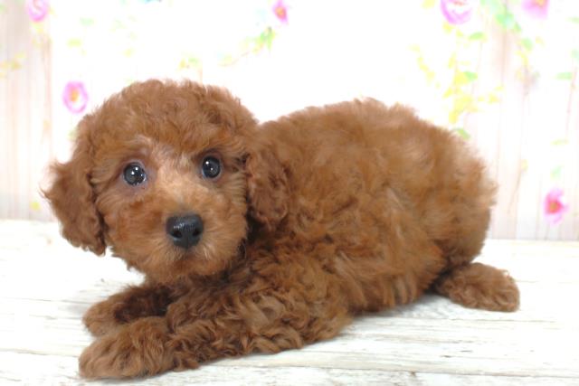 福島県のトイプードル(トイ) (Coo&RIKU会津若松店/2025年4月30日生まれ/男の子/レッド)の子犬の3枚目の画像