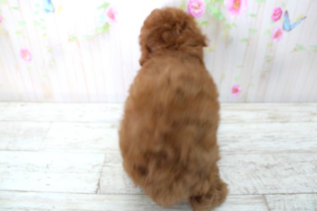 福島県のトイプードル(トイ) (Coo&RIKU会津若松店/2025年4月30日生まれ/男の子/レッド)の子犬の4枚目の画像